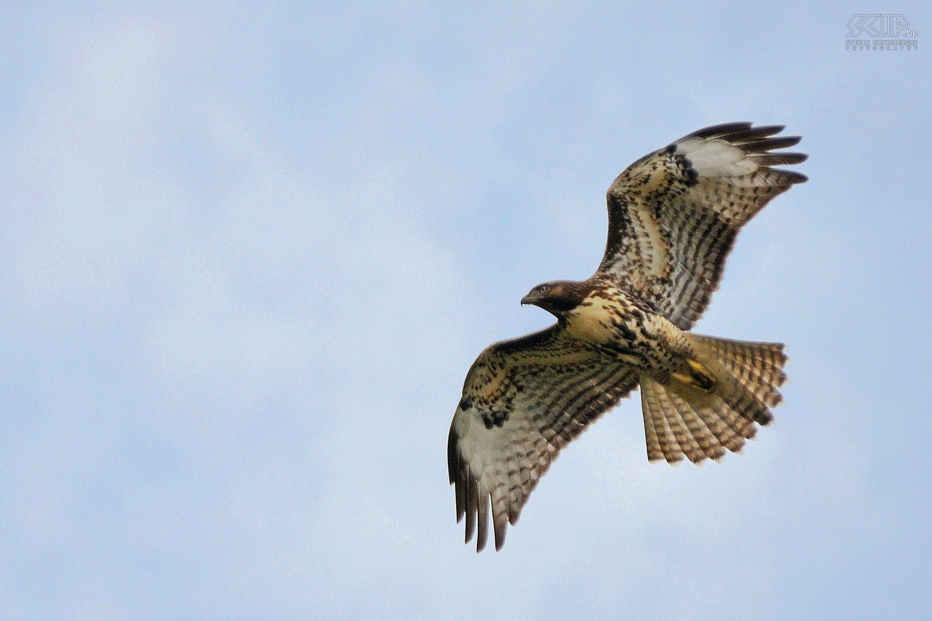 Jasper NP - Tonquin Valley - Red-tailed Hawk (Buteo jamaicensis) Stefan Cruysberghs